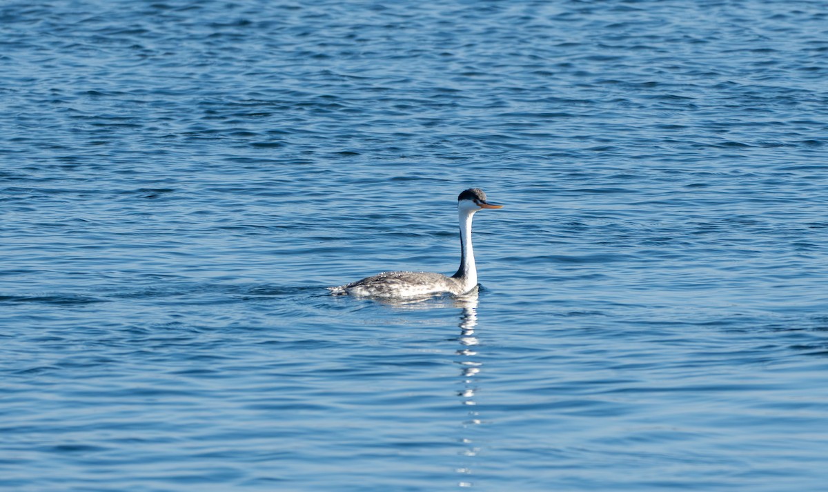 Clark's Grebe - ML625653095