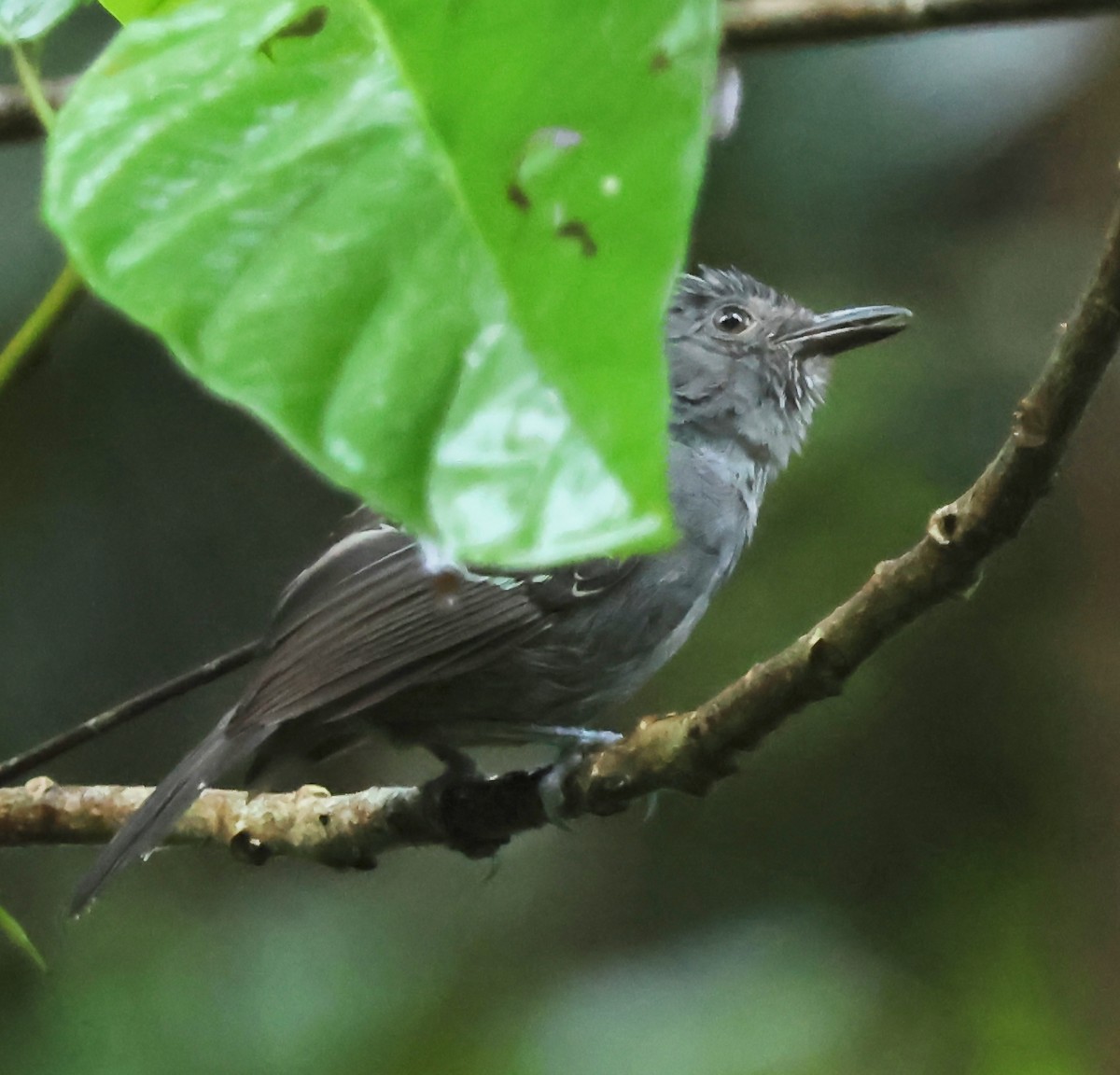 Dusky Antbird - ML625653195