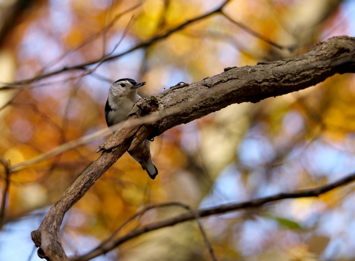 White-breasted Nuthatch - ML625653201