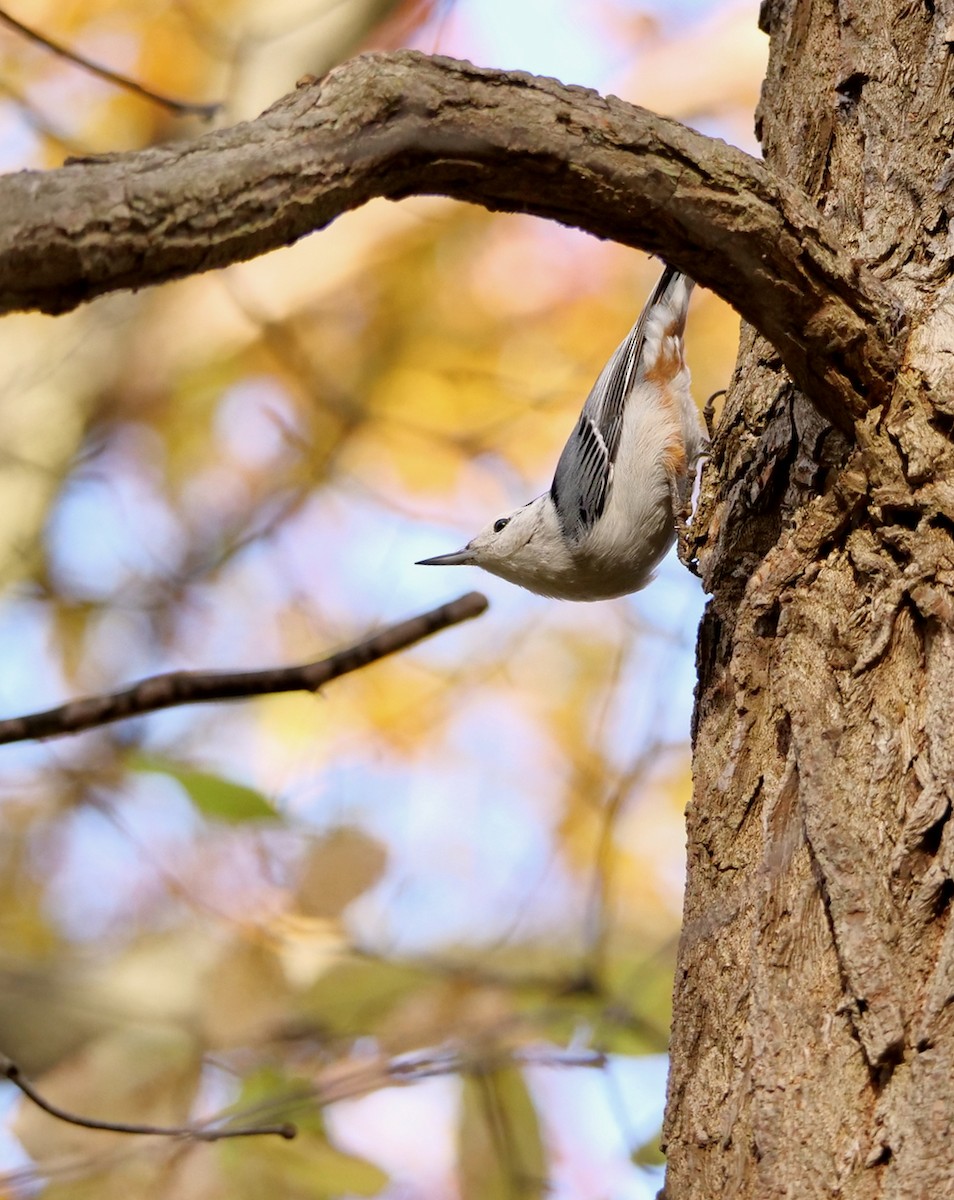 White-breasted Nuthatch - ML625653202