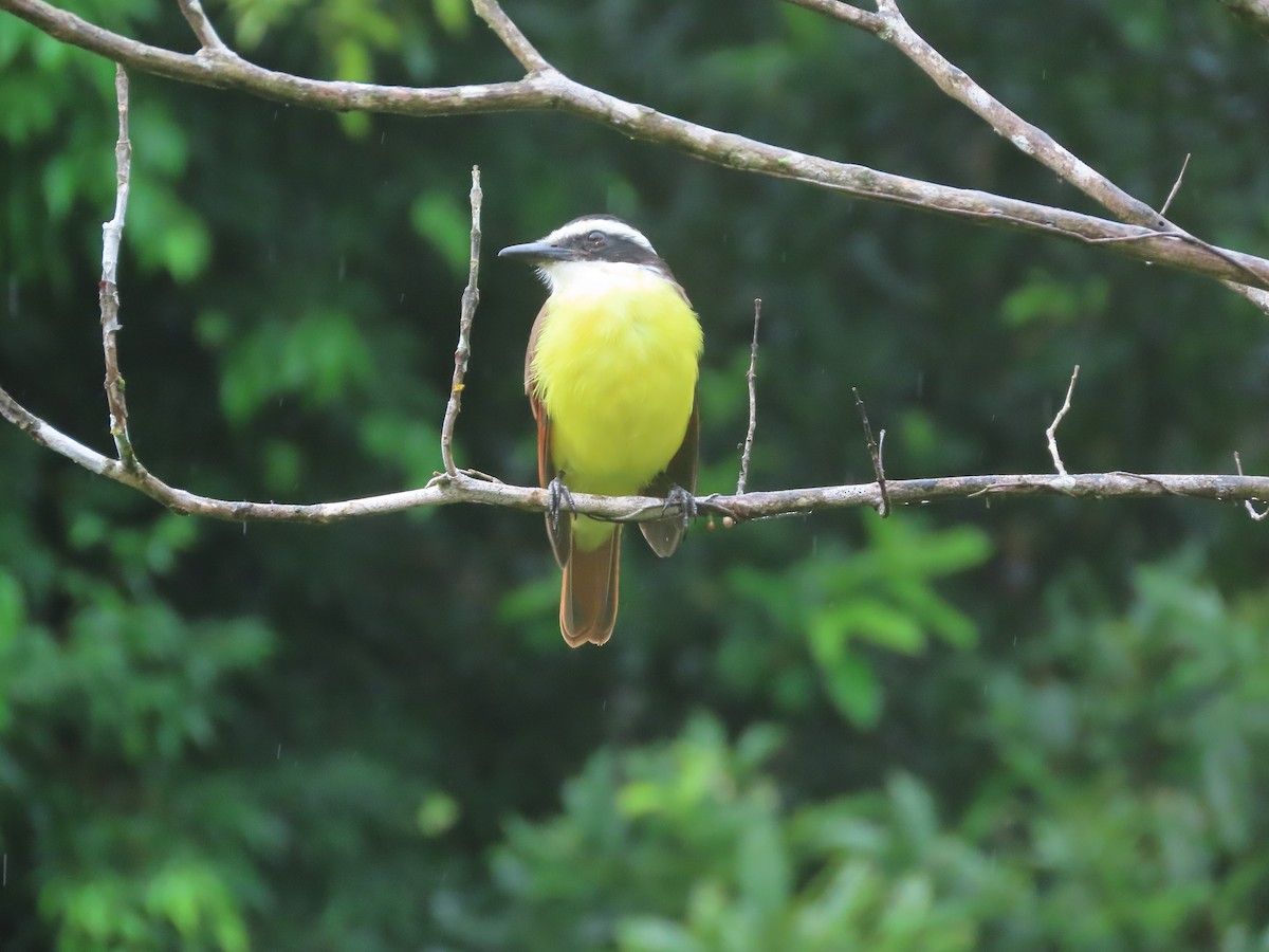 Great Kiskadee - ML625653224
