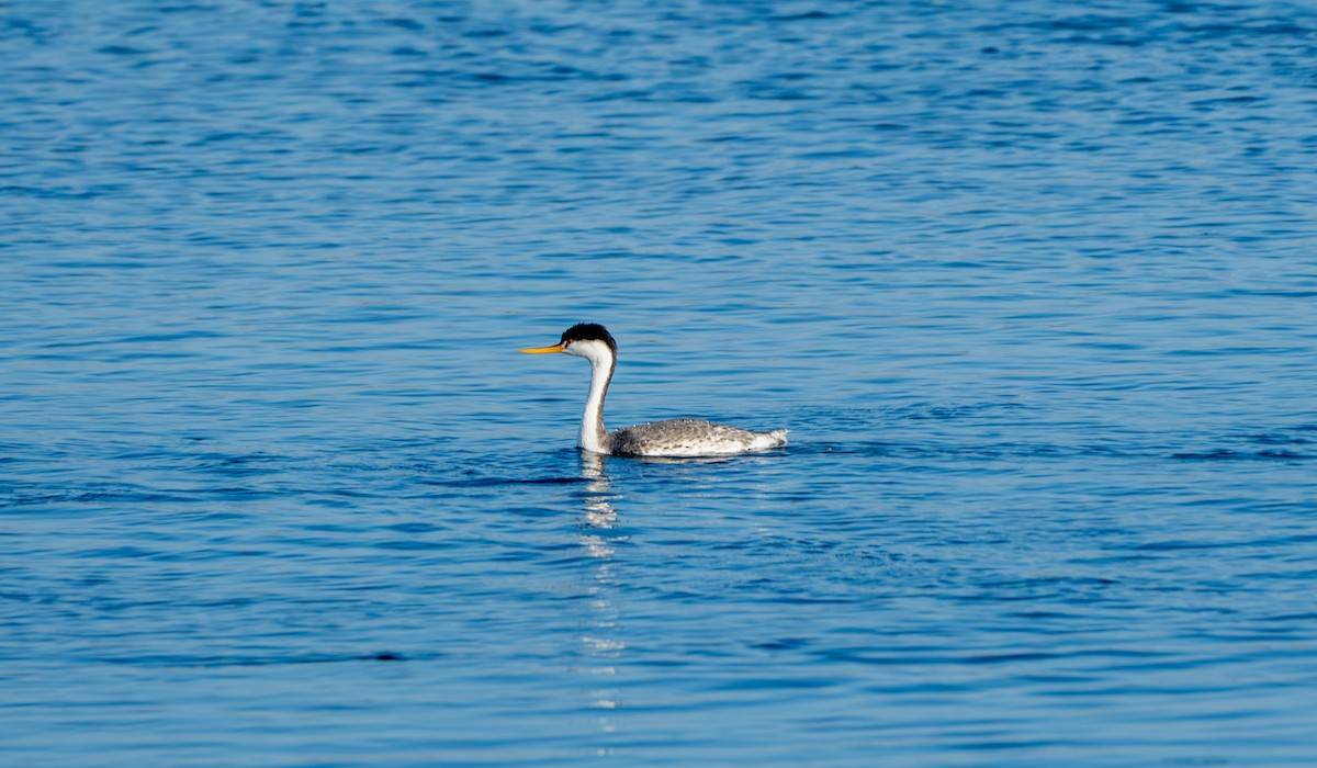 Clark's Grebe - ML625653286