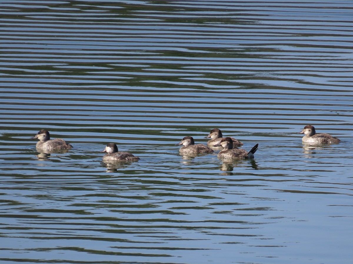 Ruddy Duck - ML625653303