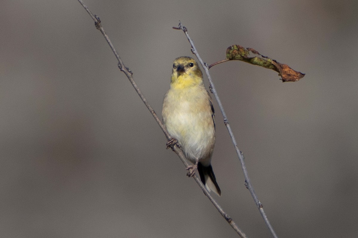 American Goldfinch - ML625653366