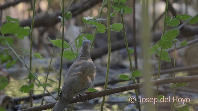 Laughing Dove - ML625653430