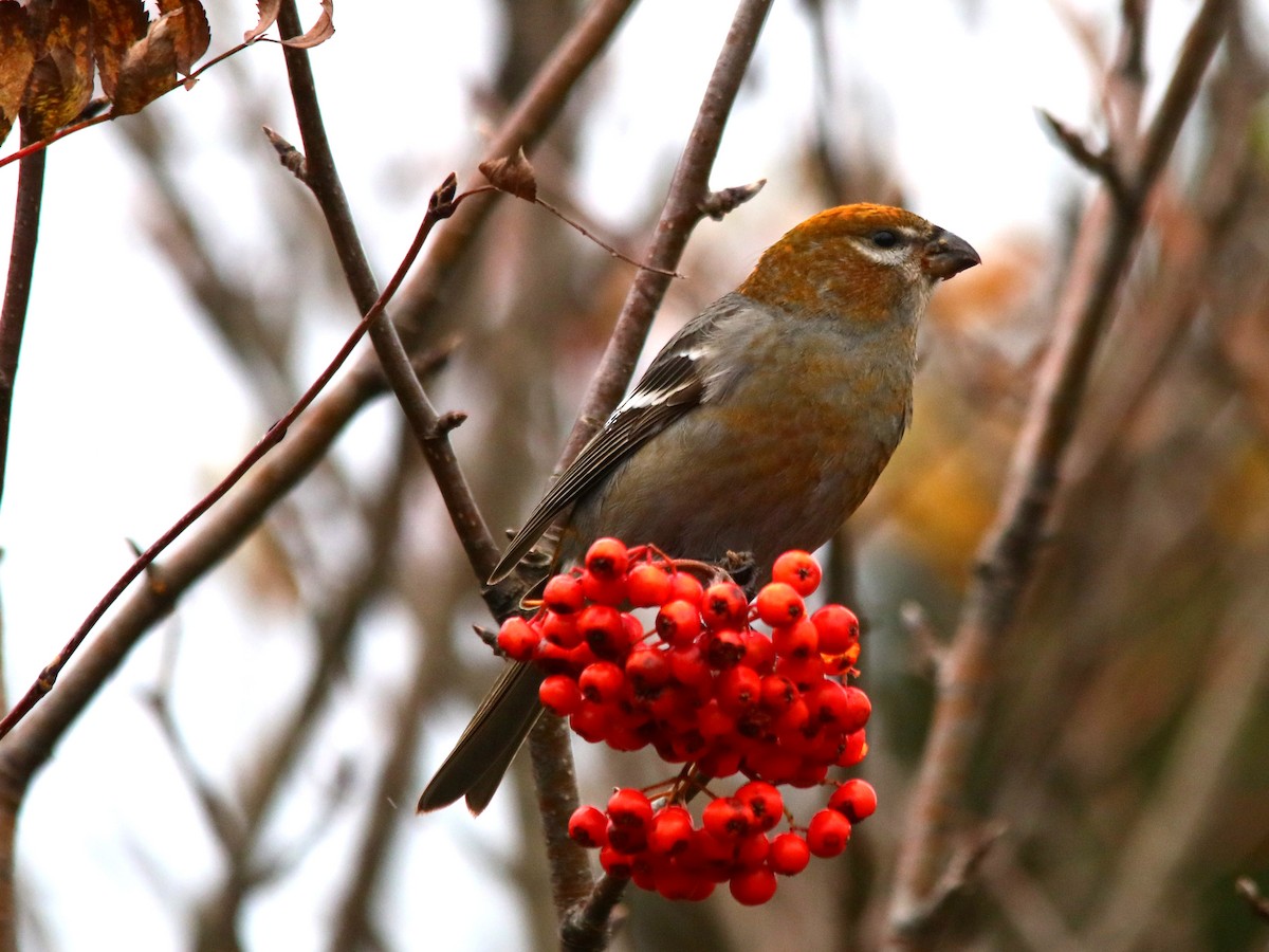 Pine Grosbeak - ML625653451