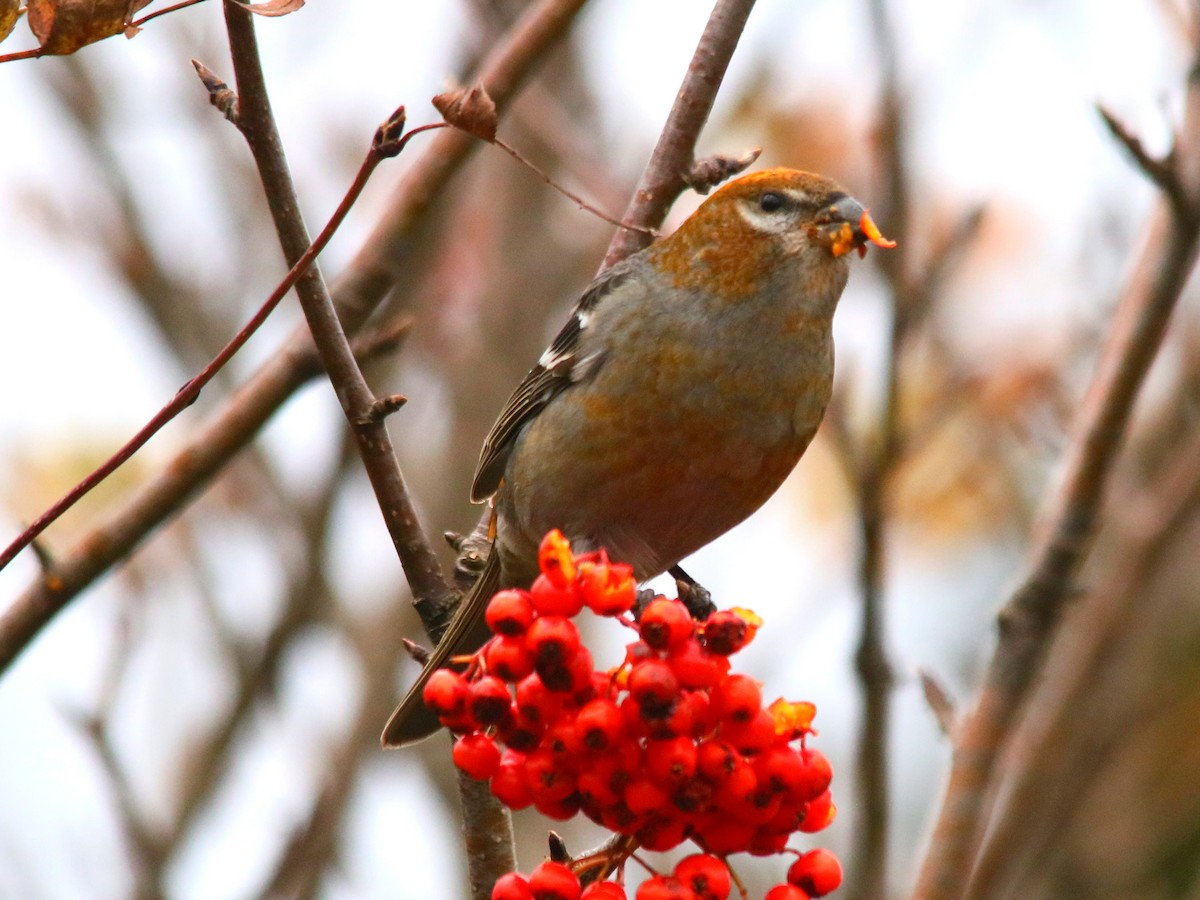 Pine Grosbeak - ML625653462