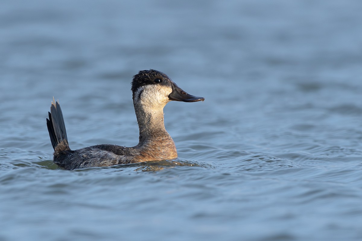 Ruddy Duck - ML625653487