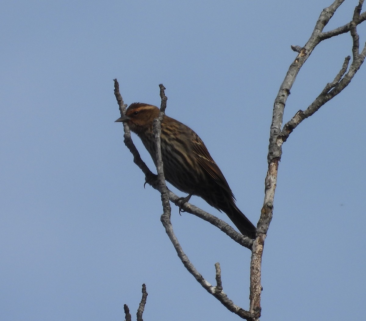 Purple Finch - ML625653504