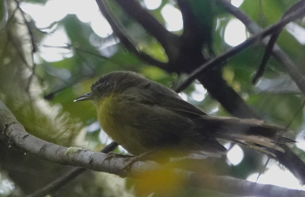 Wedge-tailed Jery - ML625653509