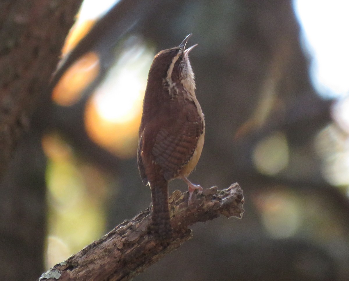 Carolina Wren (Northern) - ML625653581