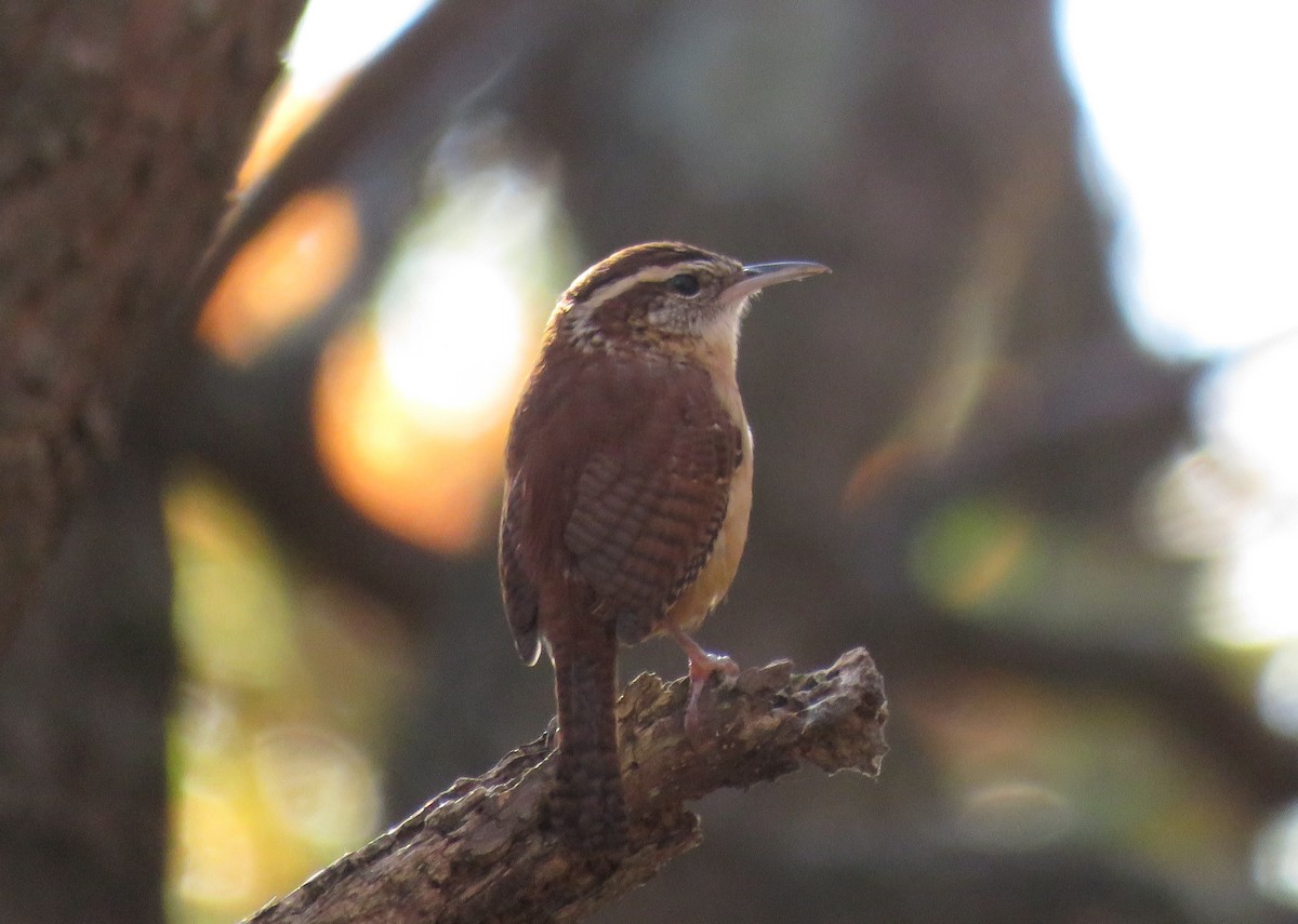 Carolina Wren (Northern) - ML625653582