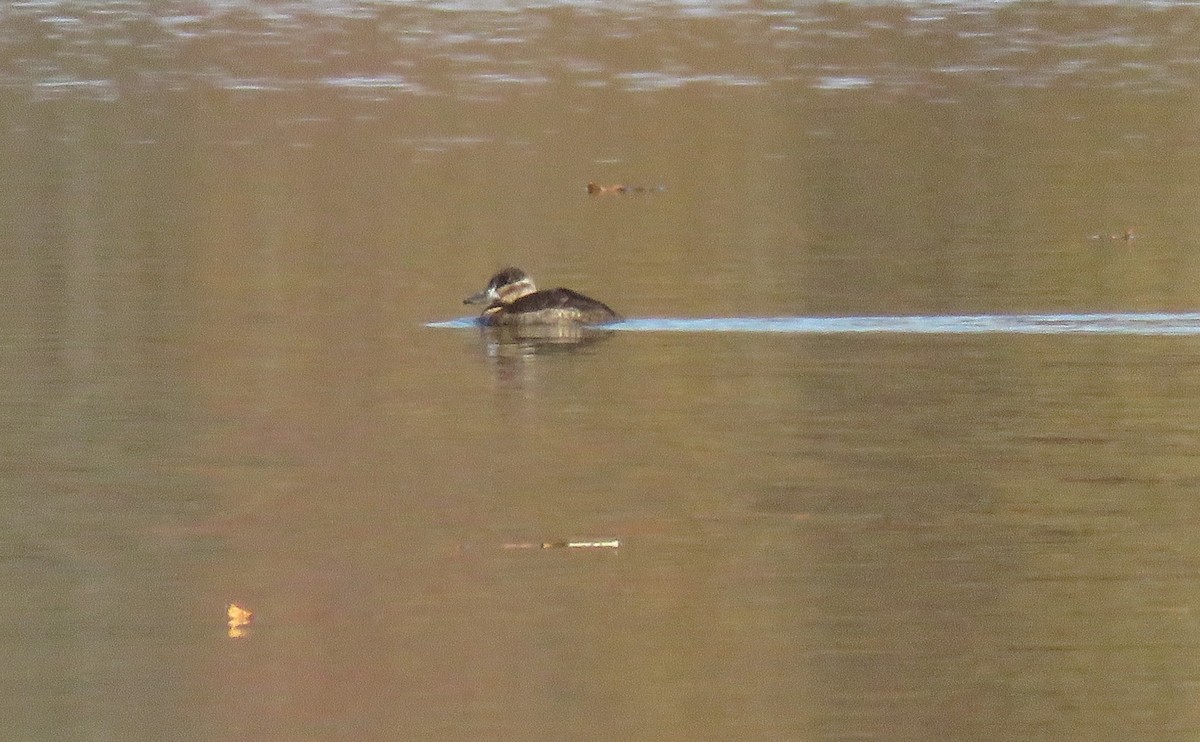 Ruddy Duck - ML625653657