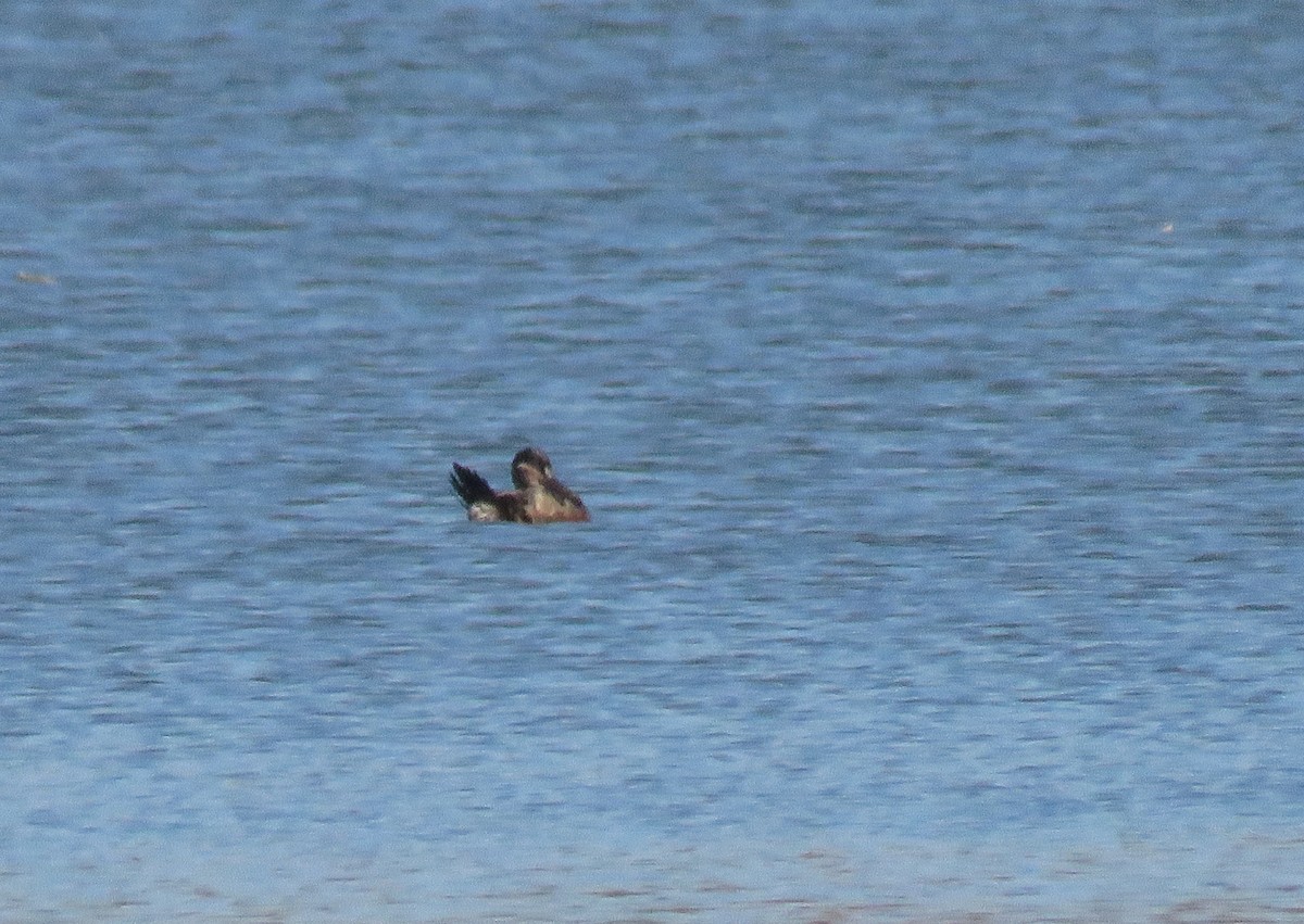 Ruddy Duck - ML625653658