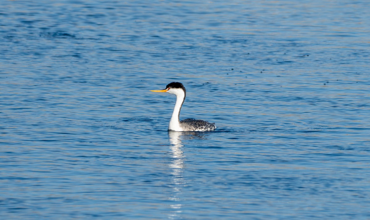 Clark's Grebe - ML625653694