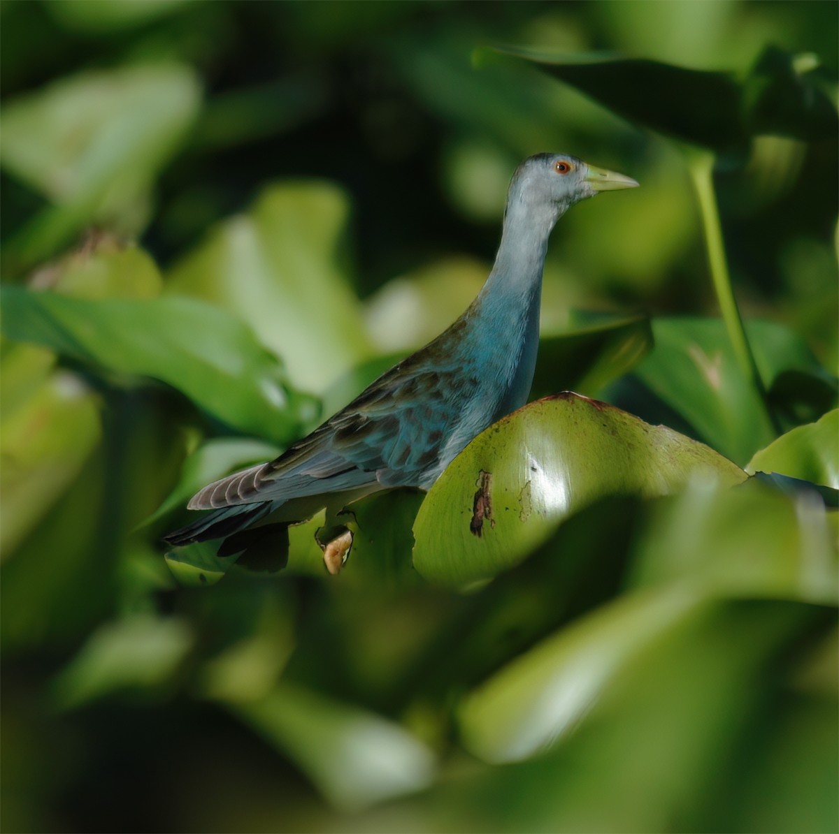 Calamoncillo Celeste - ML625653742