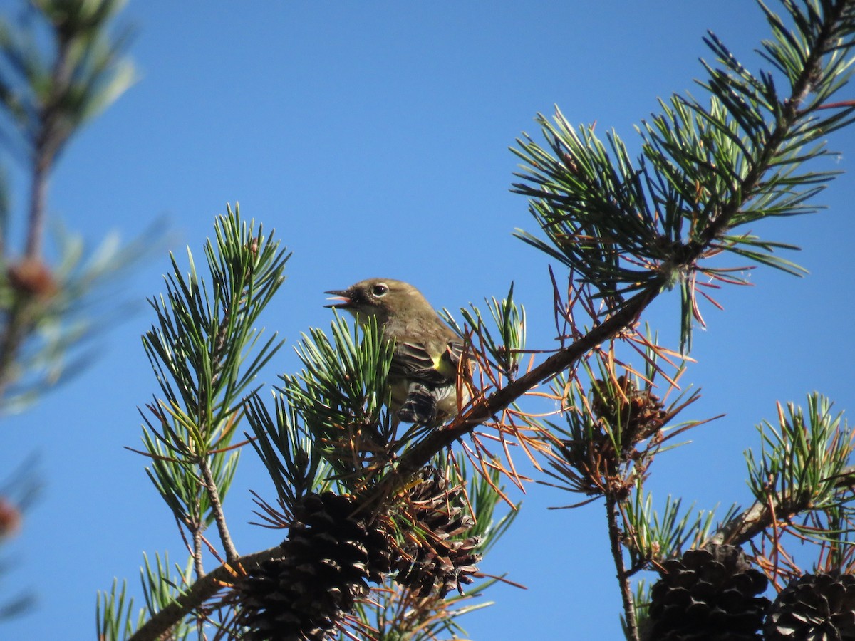 Yellow-rumped Warbler (Myrtle) - ML625653758