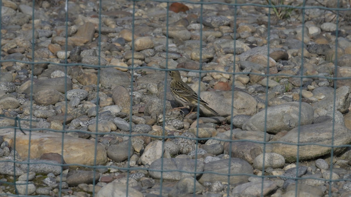 Meadow Pipit - ML625653759