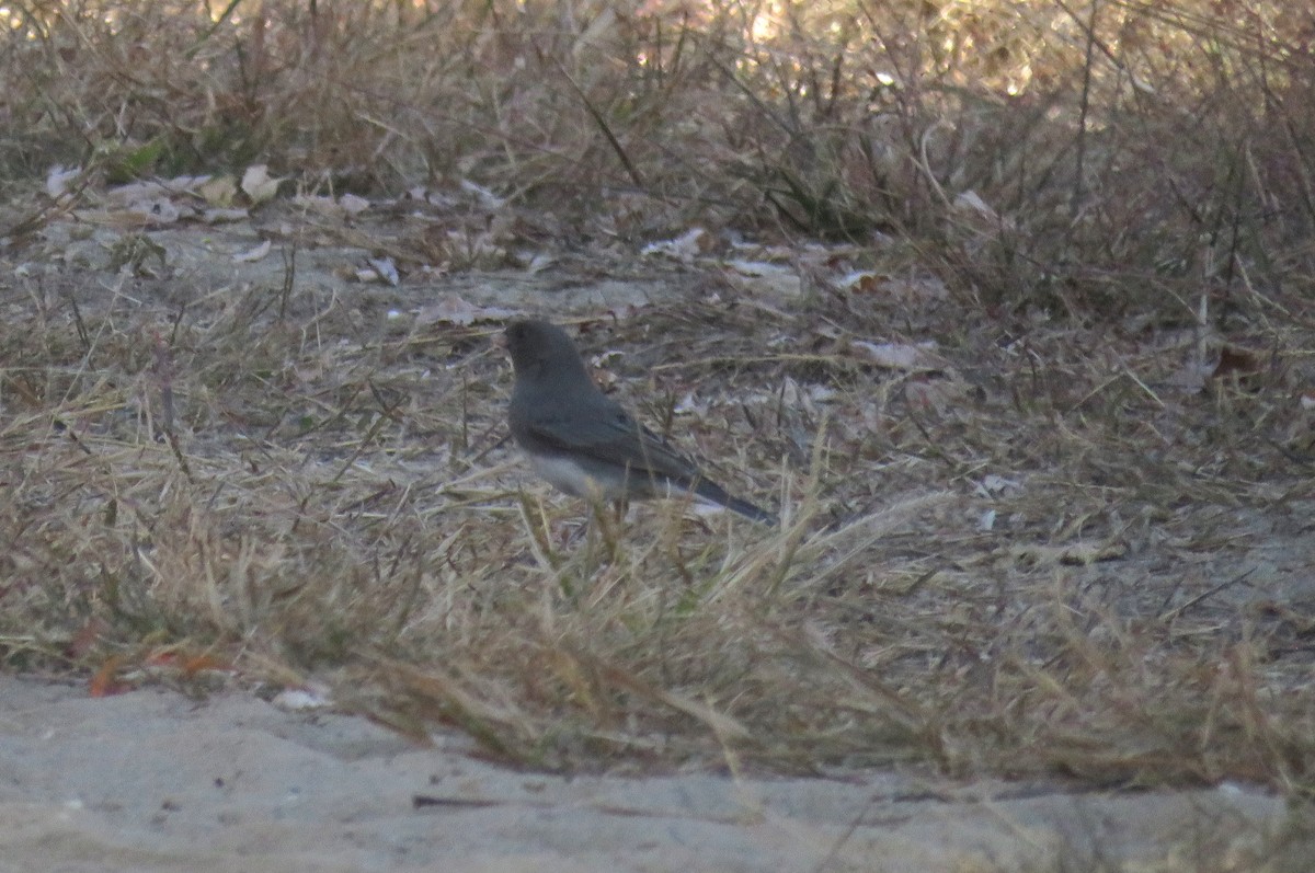 Dark-eyed Junco (Slate-colored) - ML625653800