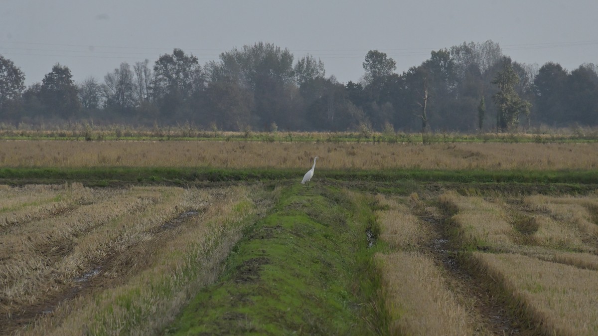 Great Egret - ML625653801