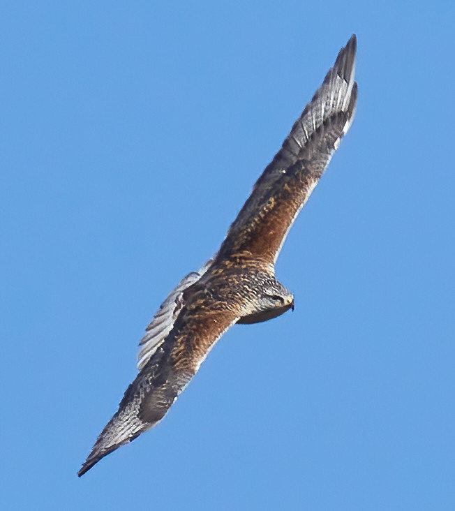 Ferruginous Hawk - ML625653808