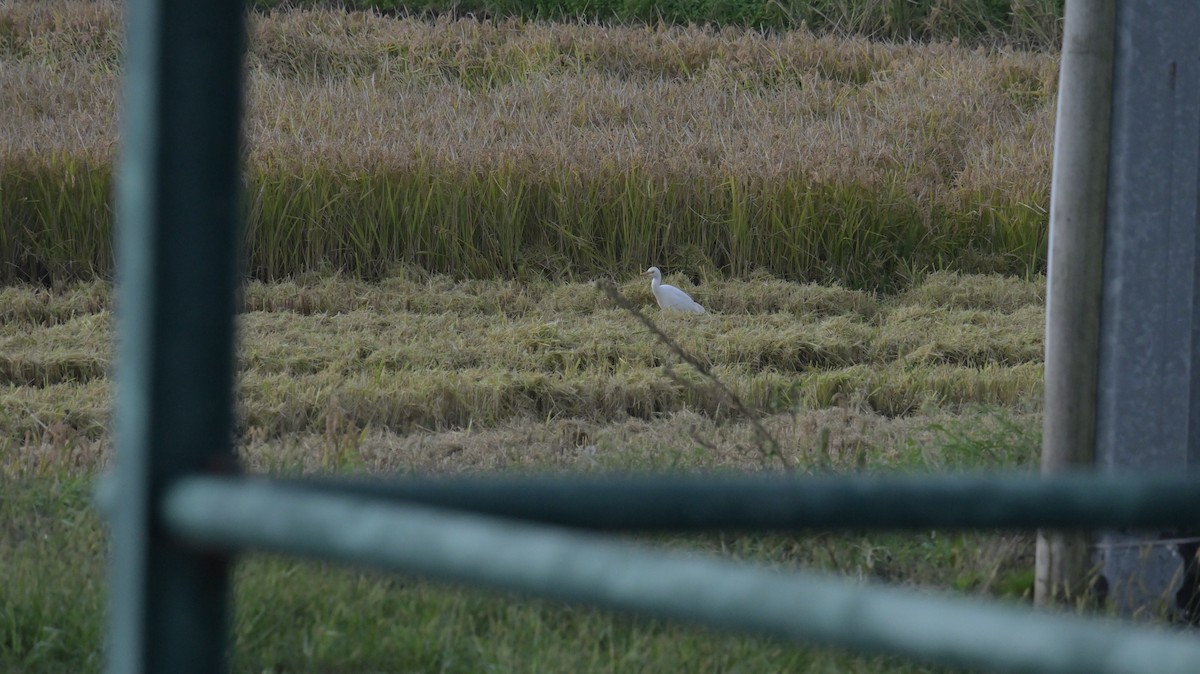 Western Cattle-Egret - ML625653814