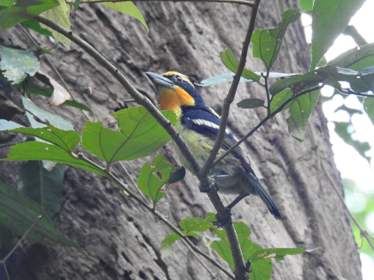 Gilded Barbet - ML625653863