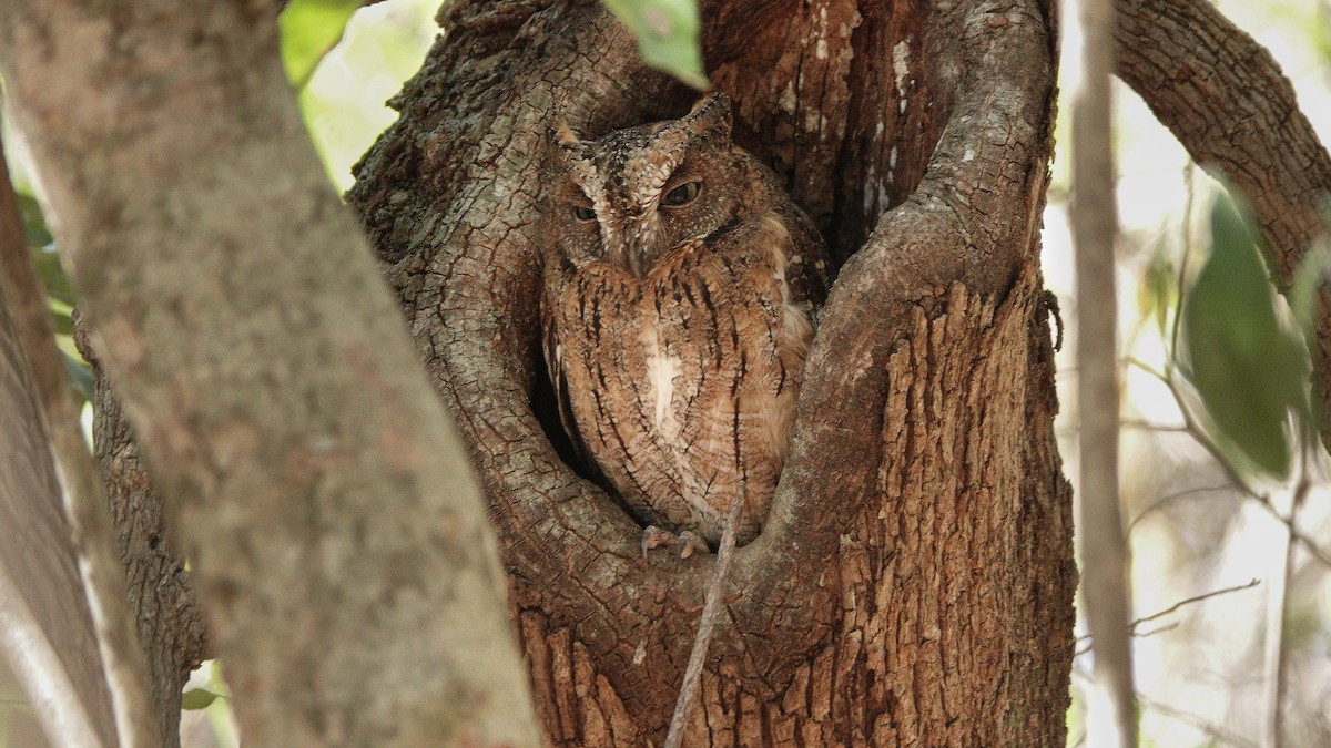 Madagascar Scops-Owl (Torotoroka) - ML625653878