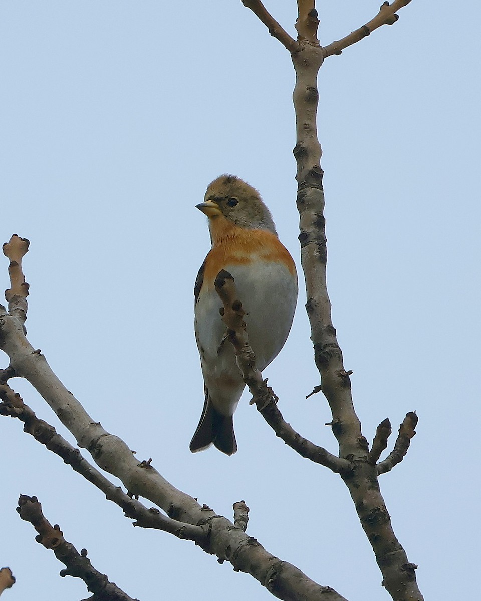 Brambling - ML625653896