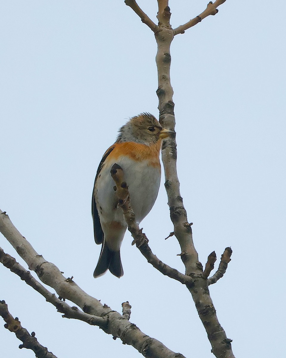 Brambling - ML625653900