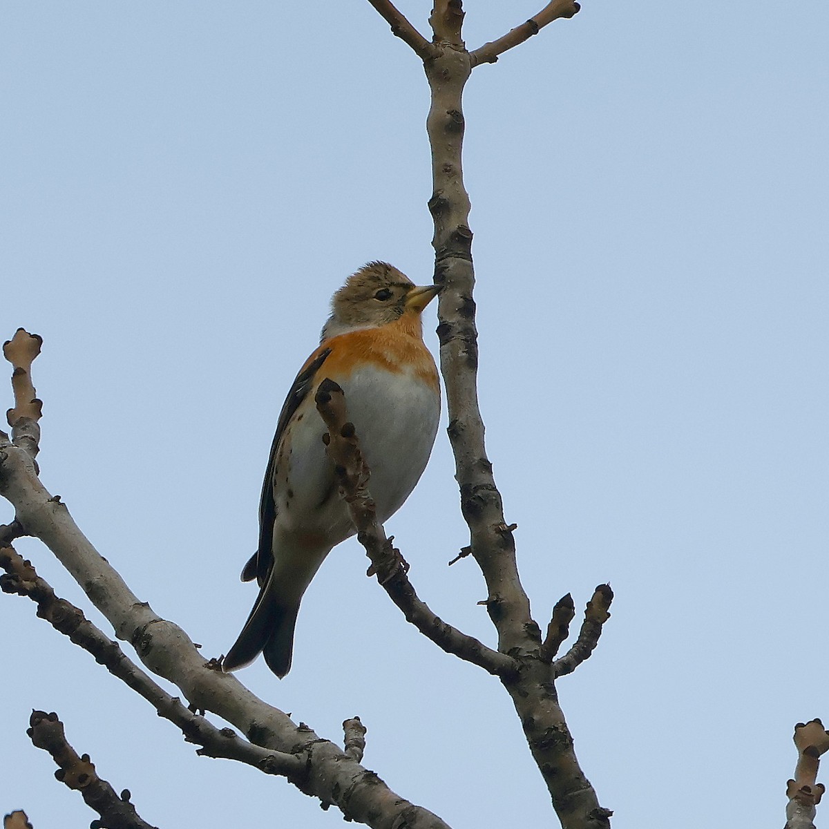 Brambling - ML625653903