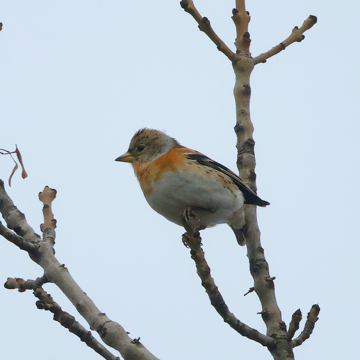 Brambling - ML625653908