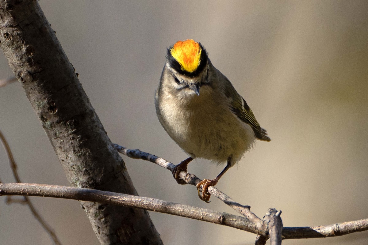 Golden-crowned Kinglet - ML625653909