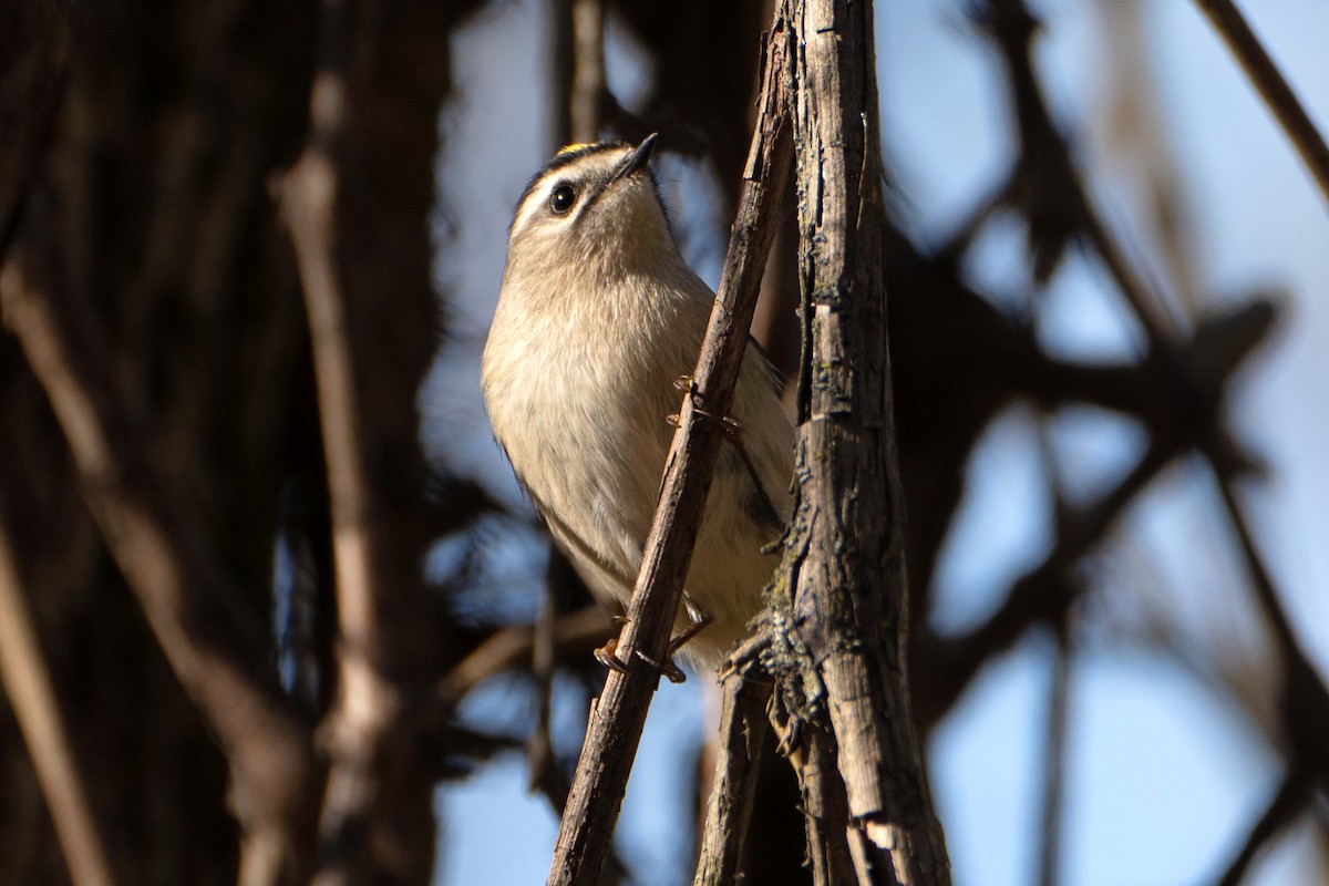 Golden-crowned Kinglet - ML625653911