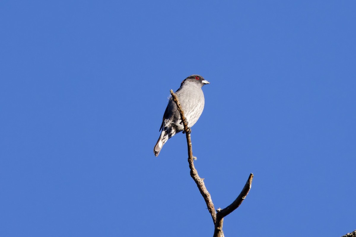 Cotinga Crestirrojo - ML625653926