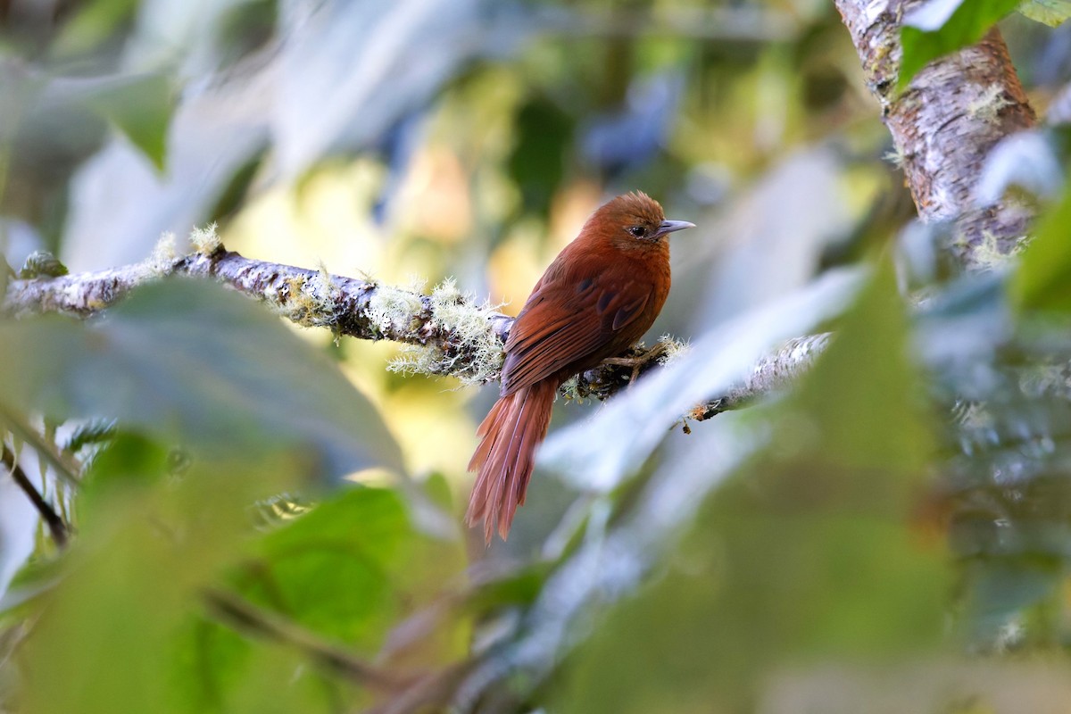Russet-mantled Softtail - ML625653929