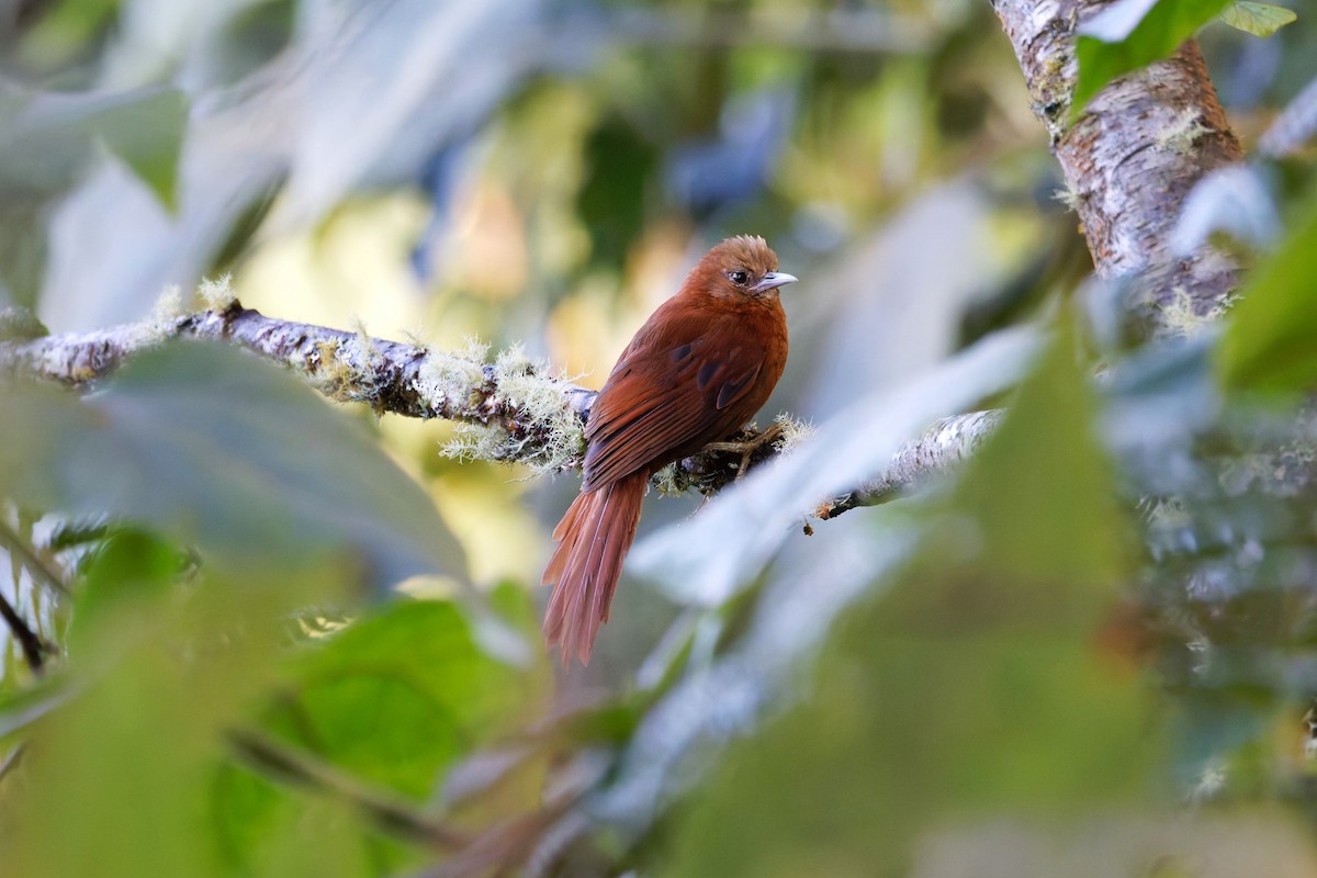Russet-mantled Softtail - ML625653932