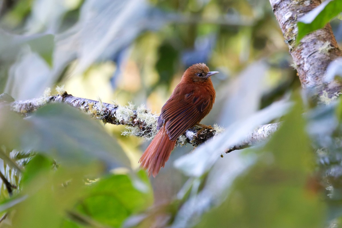 Russet-mantled Softtail - ML625653934
