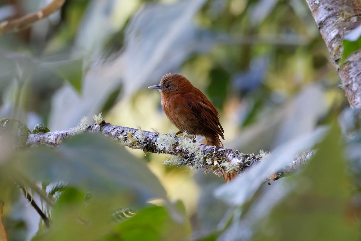 Russet-mantled Softtail - ML625653938