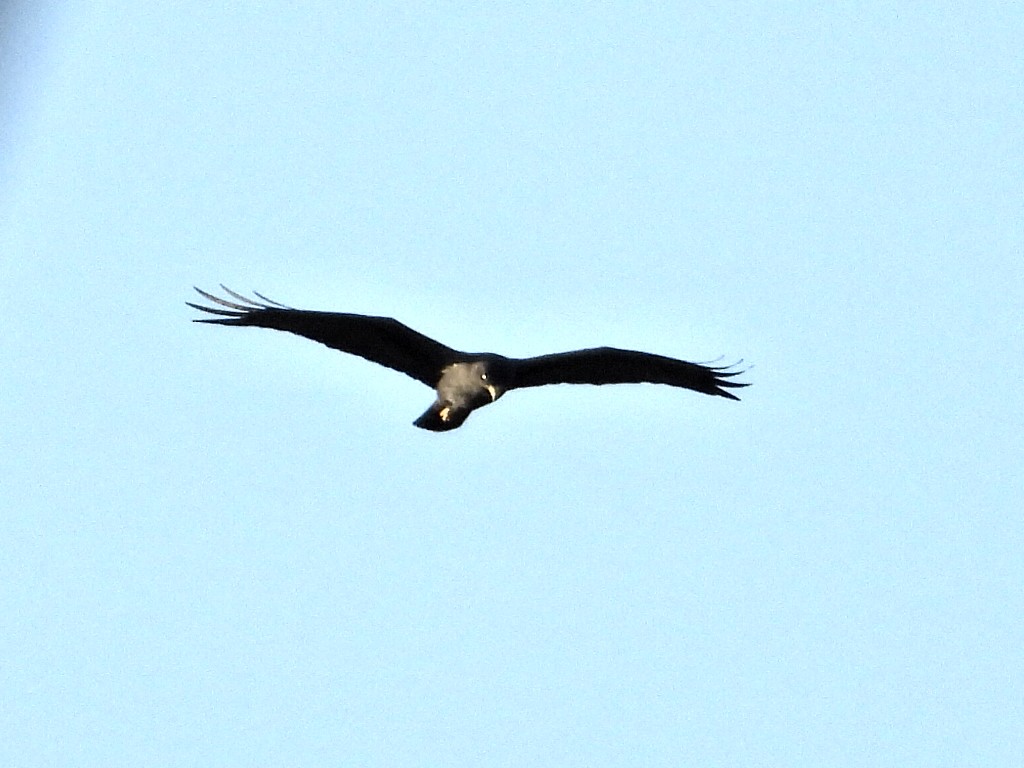 Zone-tailed Hawk - ML625653954