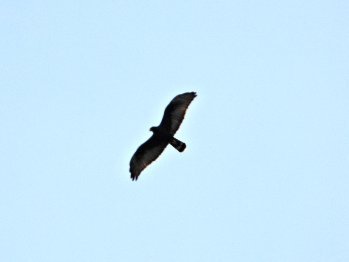 Zone-tailed Hawk - ML625653958