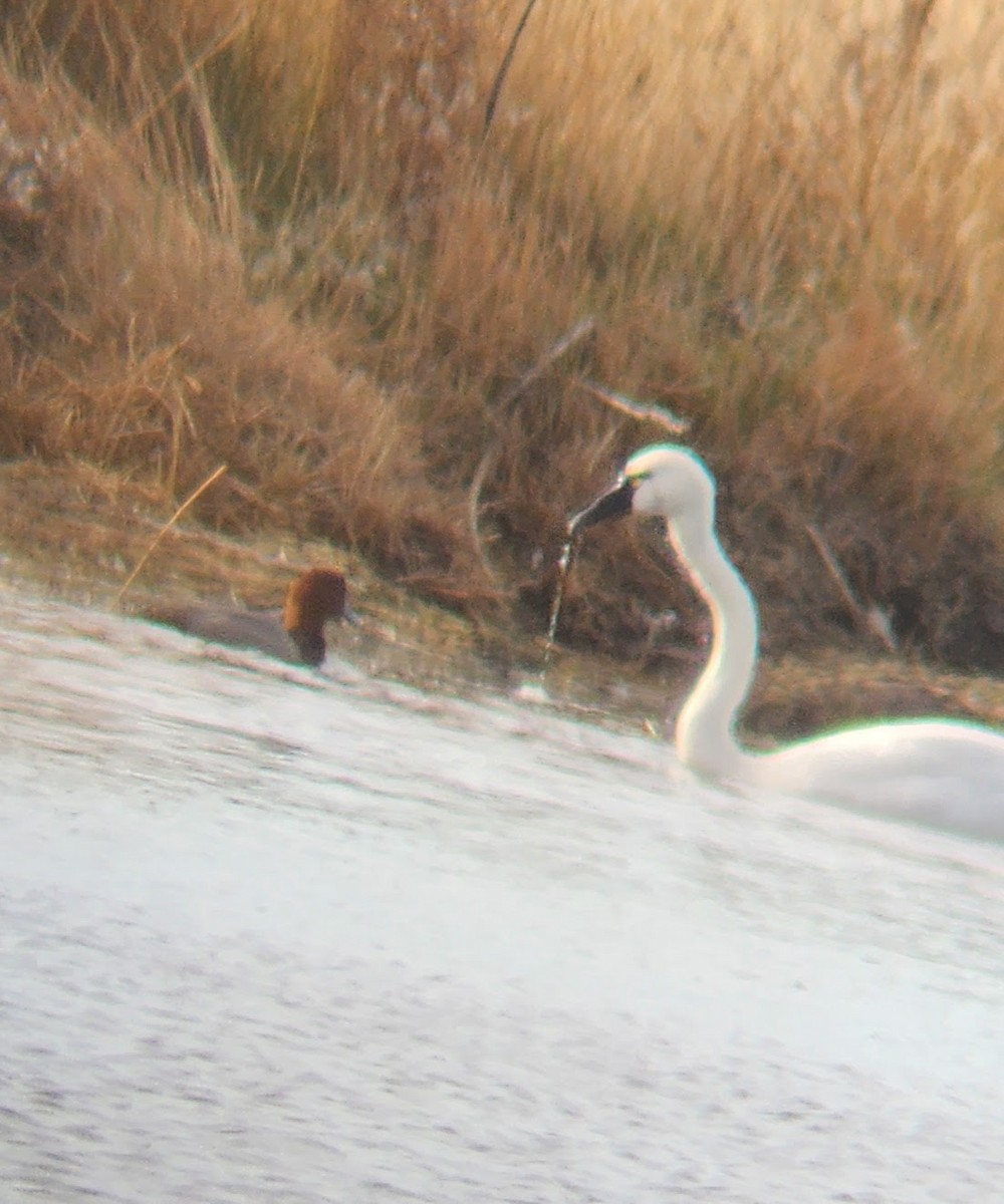 Redhead - ML625653959