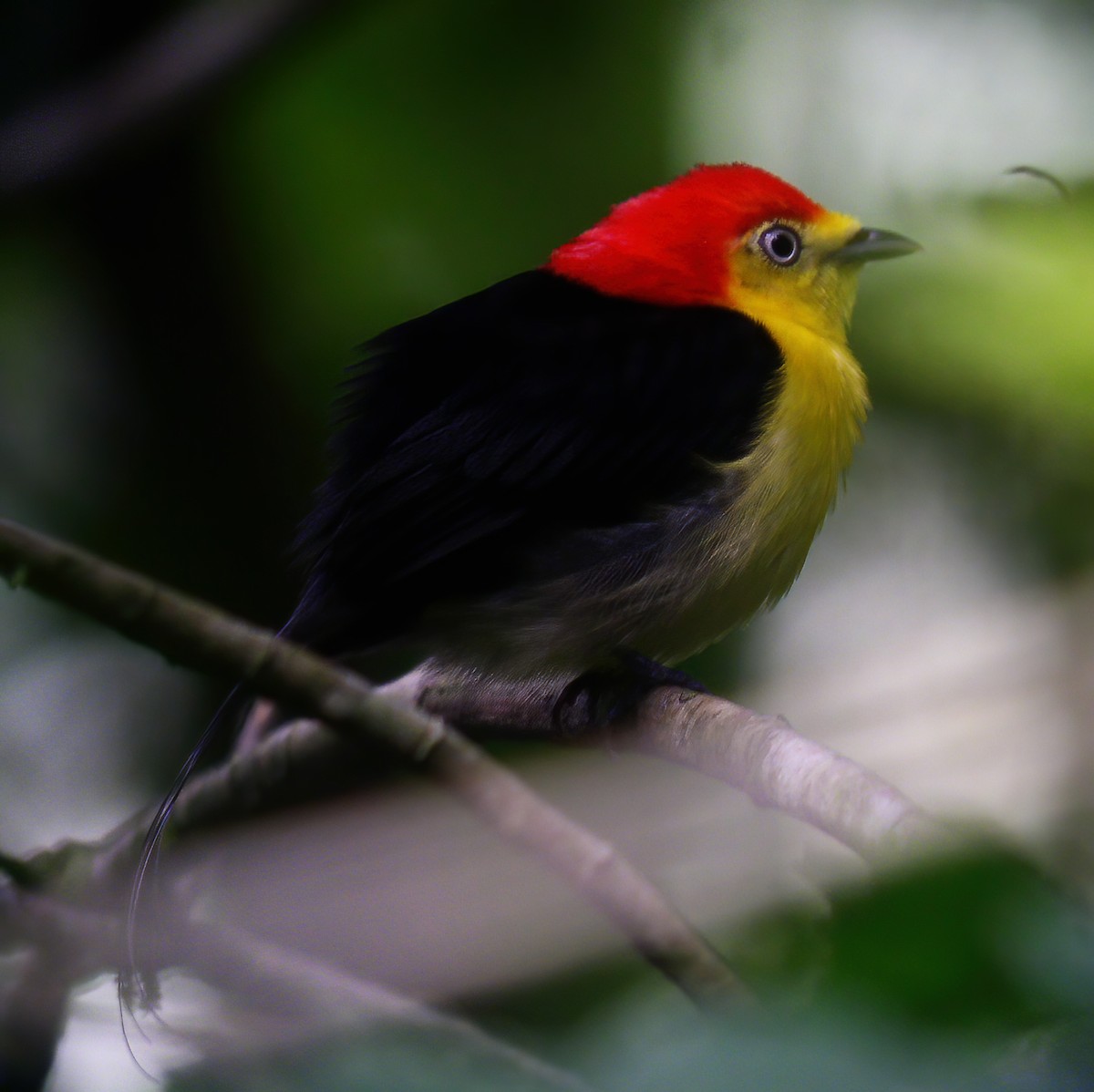 Wire-tailed Manakin - ML625653960