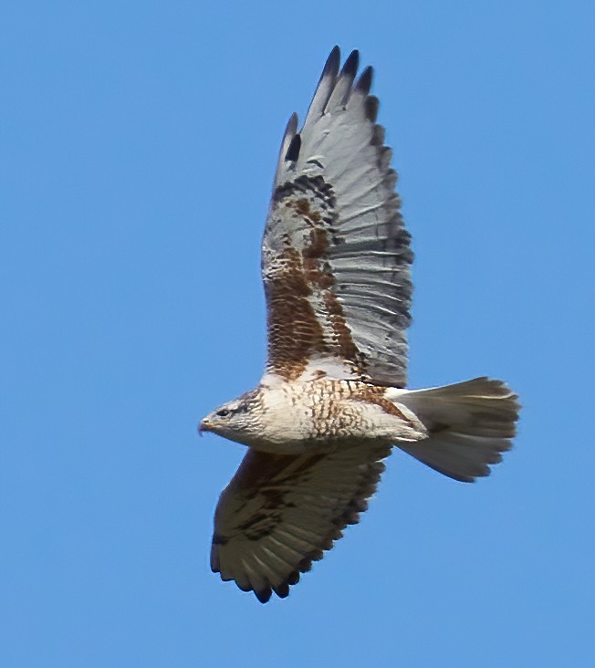 Ferruginous Hawk - ML625653974