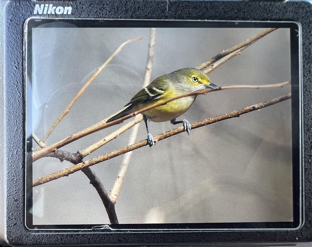 White-eyed Vireo - ML625653999