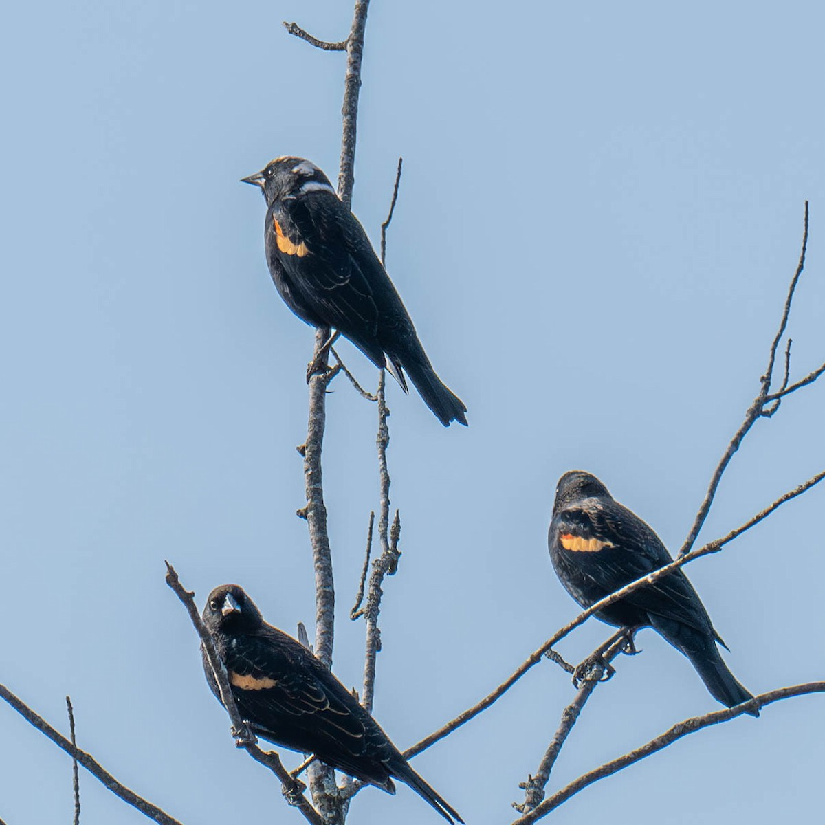 Red-winged Blackbird - ML625654003