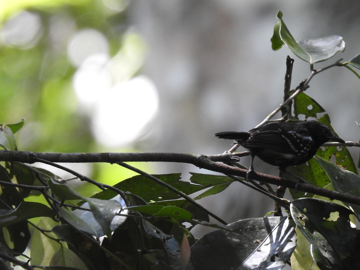 Dusky Antbird - ML625654023