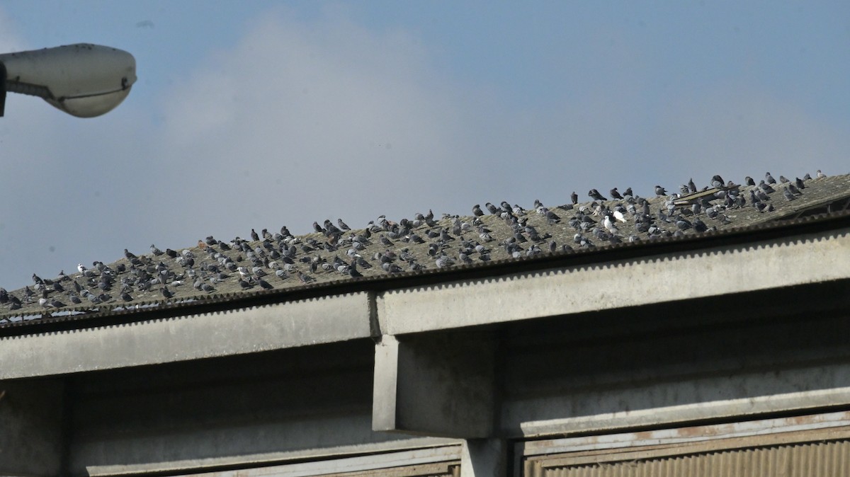 Rock Pigeon (Feral Pigeon) - ML625654033