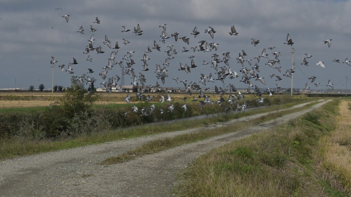 Rock Pigeon (Feral Pigeon) - ML625654036