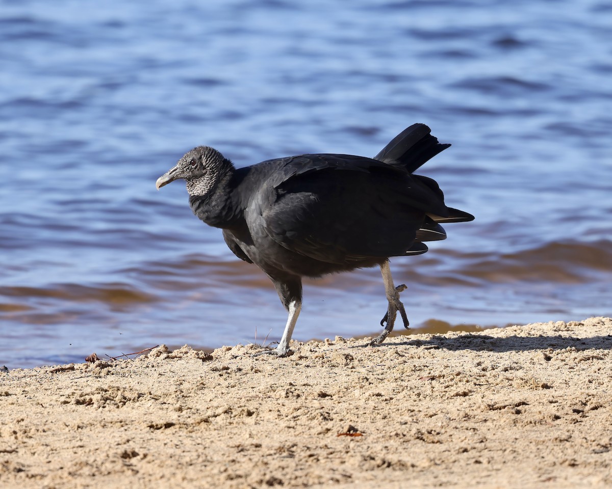 Black Vulture - ML625654040
